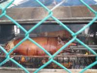 img_4571_small.jpg